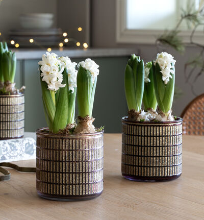 Svibel i glasspotte Elegant Eve Svibel i glasspotte Elegant Eve